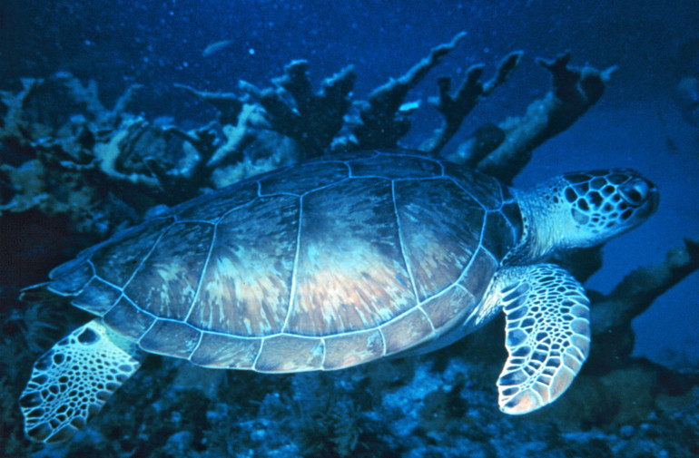 green-sea-turtle-reef